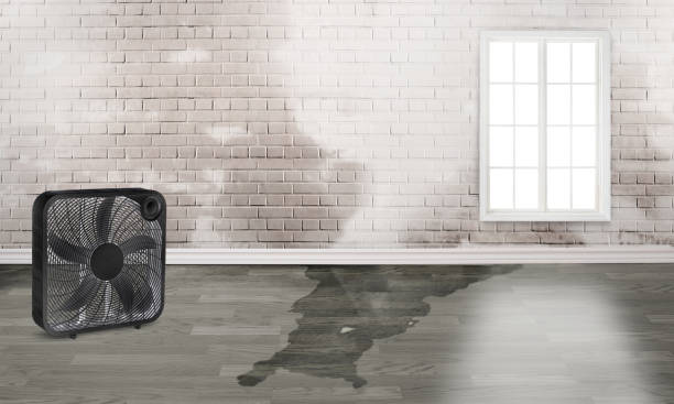 Best Flood damage cleanup  in Lawson Heights, PA